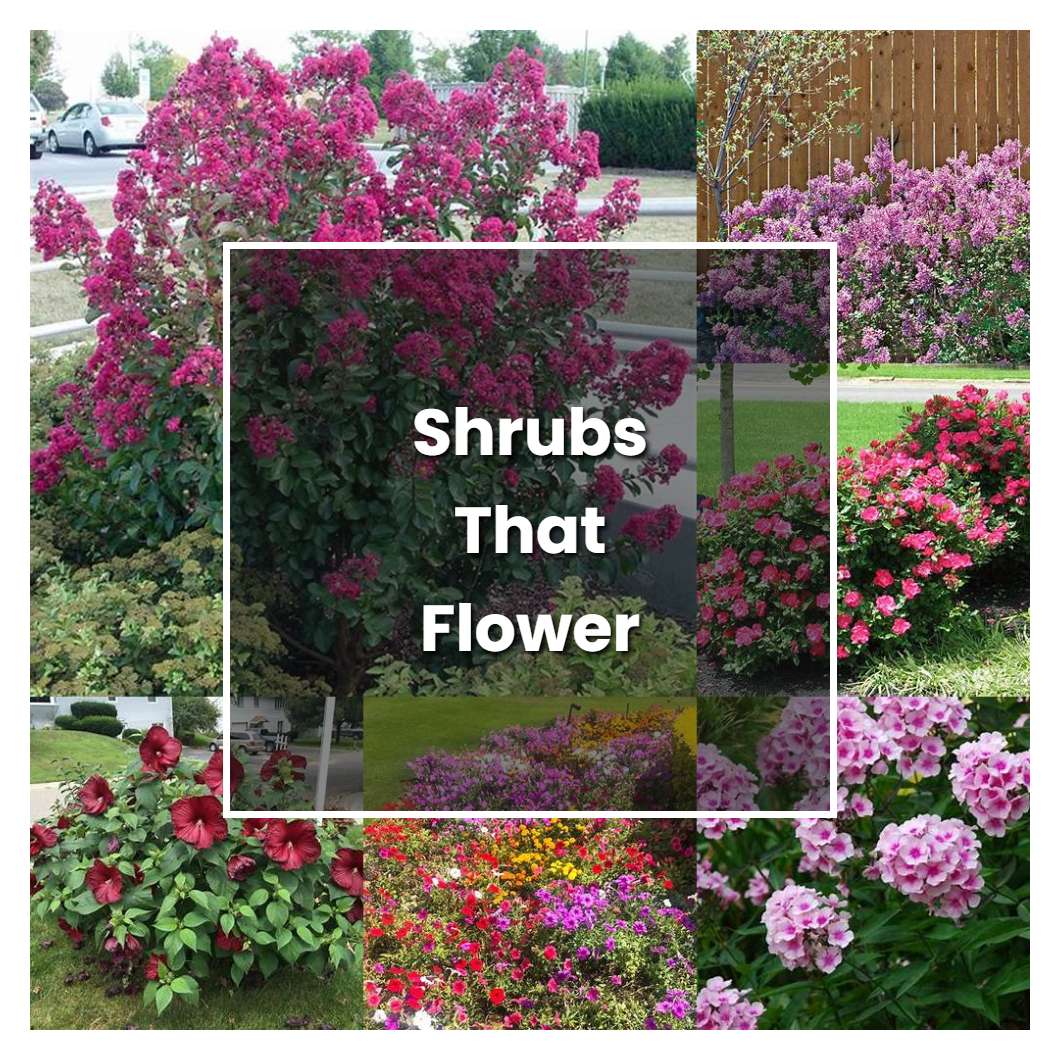 How To Grow Shrubs That Flower All Summer - Plant Care & Tips 