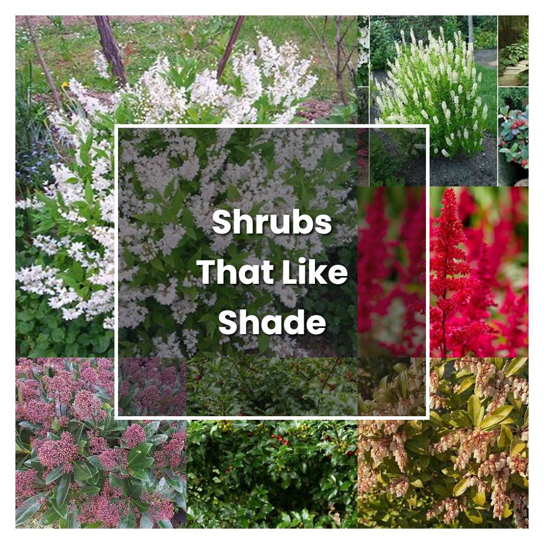 How to Grow Shrubs That Like Shade - Plant Care & Tips