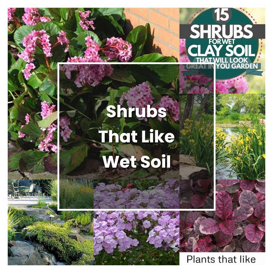 How to Grow Shrubs That Like Wet Soil Plant Care & Tips NorwichGardener