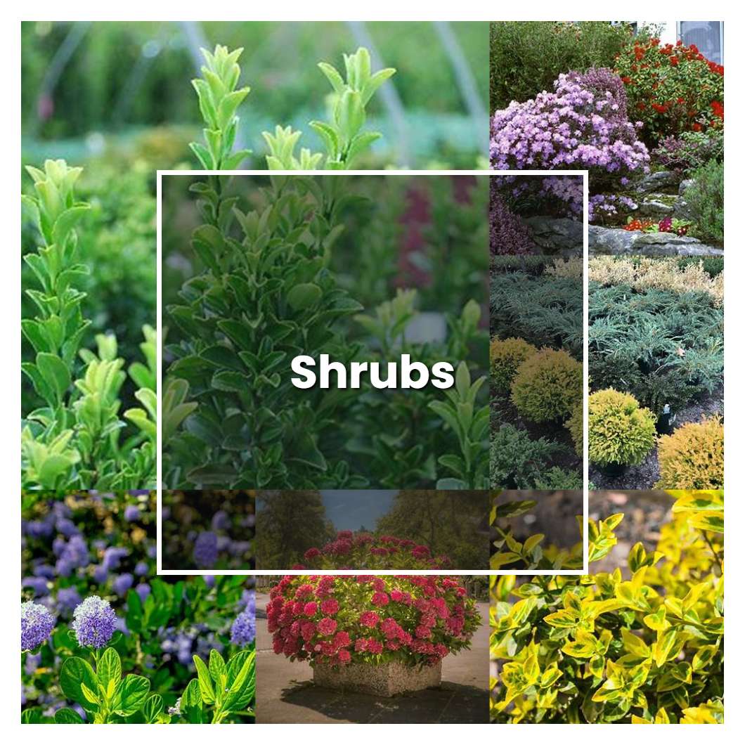 How to Grow Shrubs - Plant Care & Tips | NorwichGardener