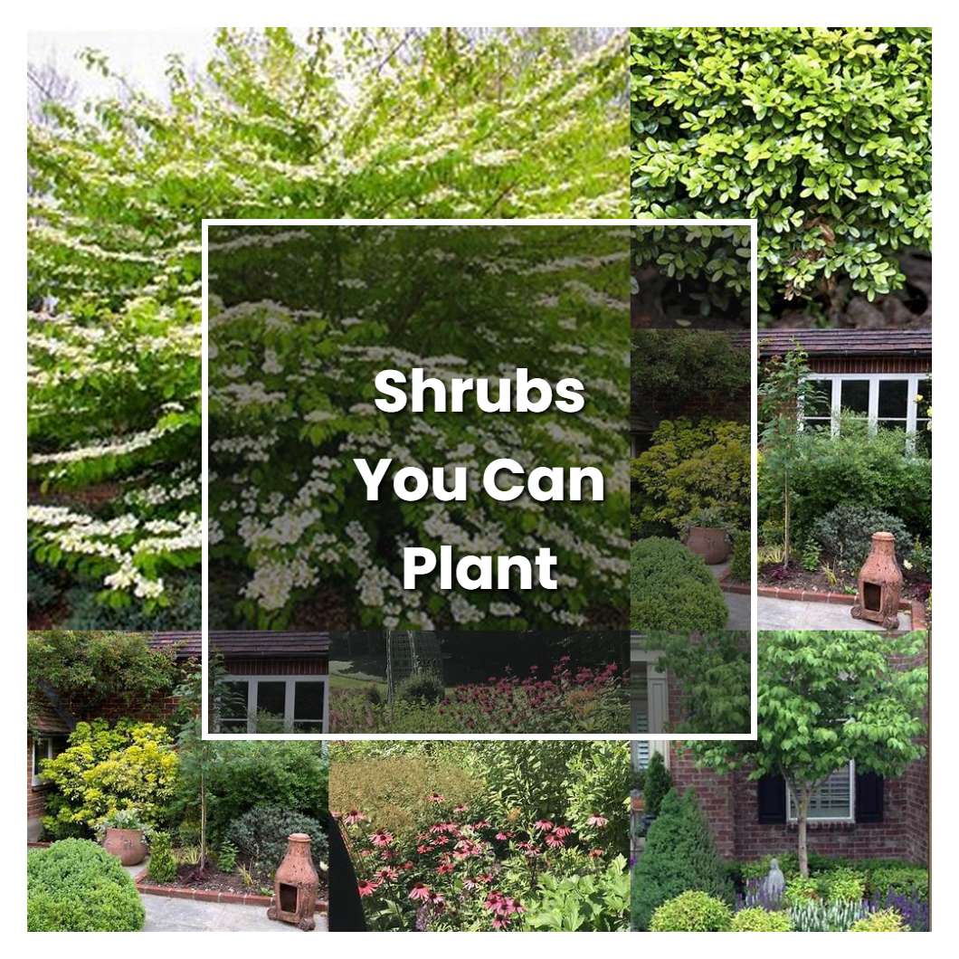 How to Grow Shrubs You Can Plant Close To The House - Plant Care & Tips