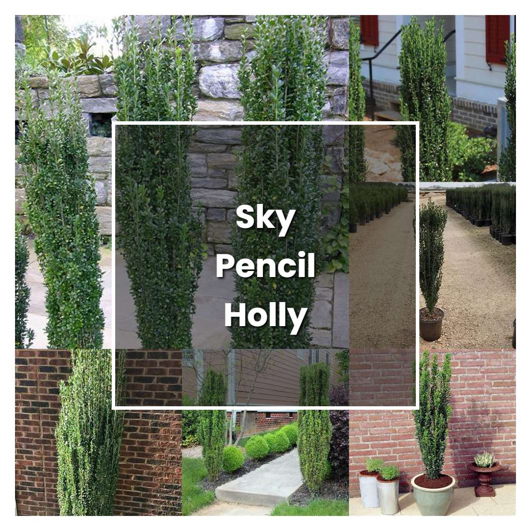 How to Grow Sky Pencil Holly - Plant Care & Tips | NorwichGardener