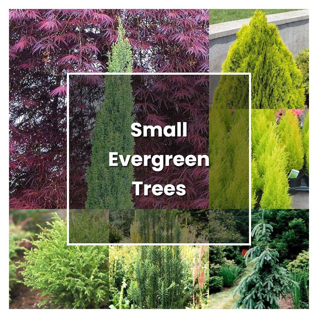 How to Grow Small Evergreen Trees - Plant Care & Tips | NorwichGardener