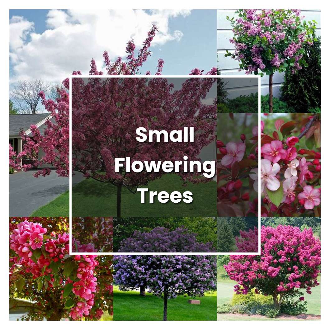 How to Grow Small Flowering Trees - Plant Care & Tips | NorwichGardener