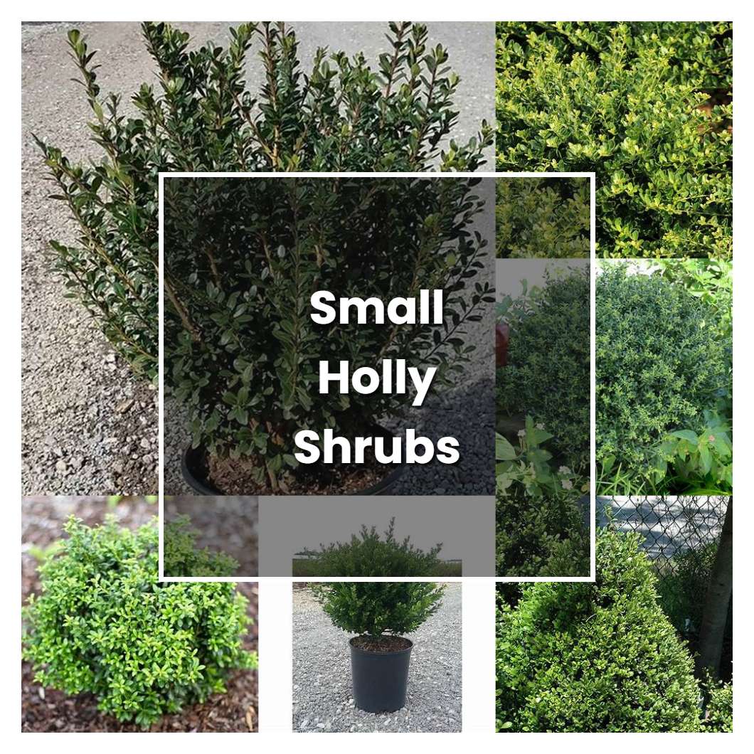 How To Grow Small Holly Shrubs Plant Care And Tips Norwichgardener 5088