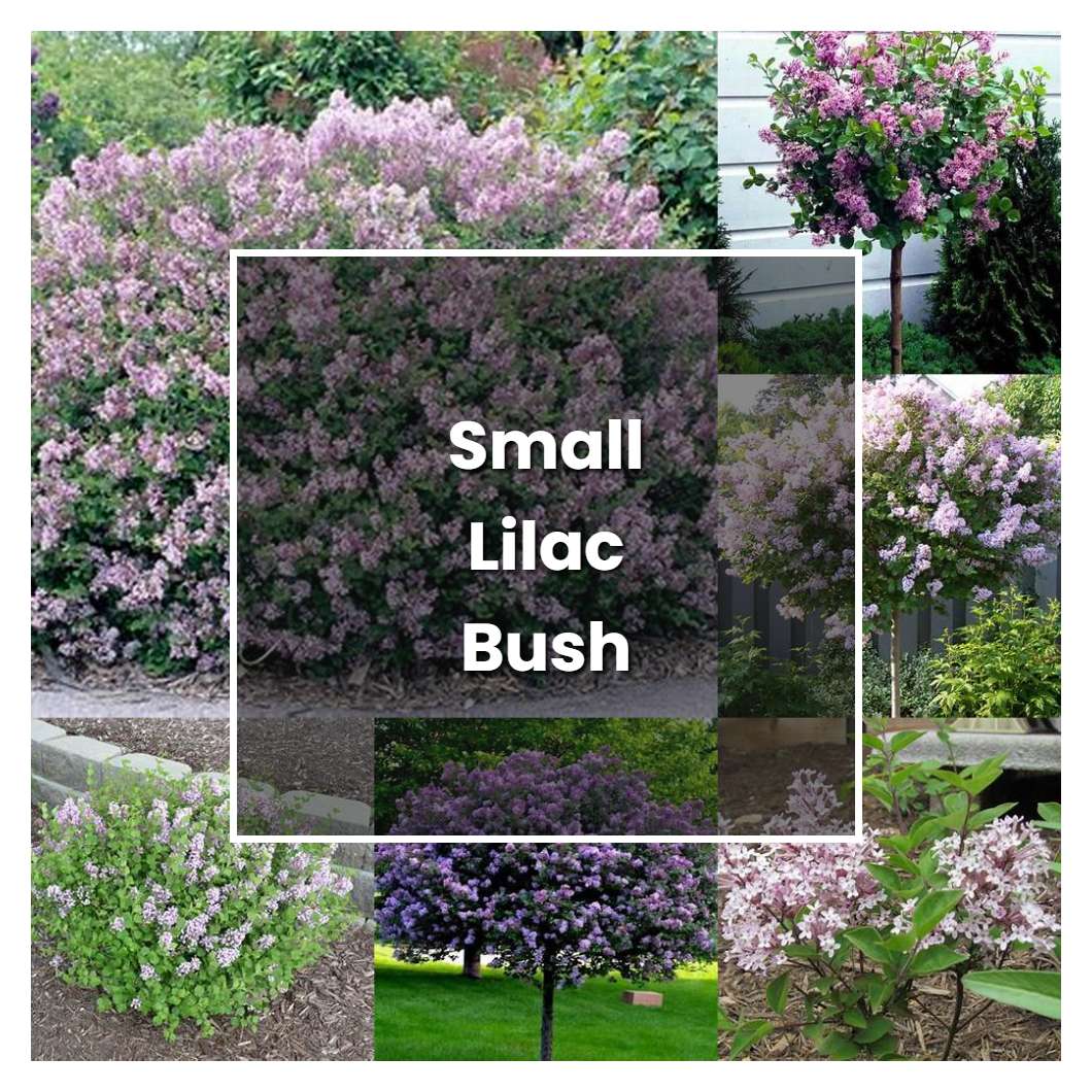 How to Grow Small Lilac Bush - Plant Care & Tips | NorwichGardener