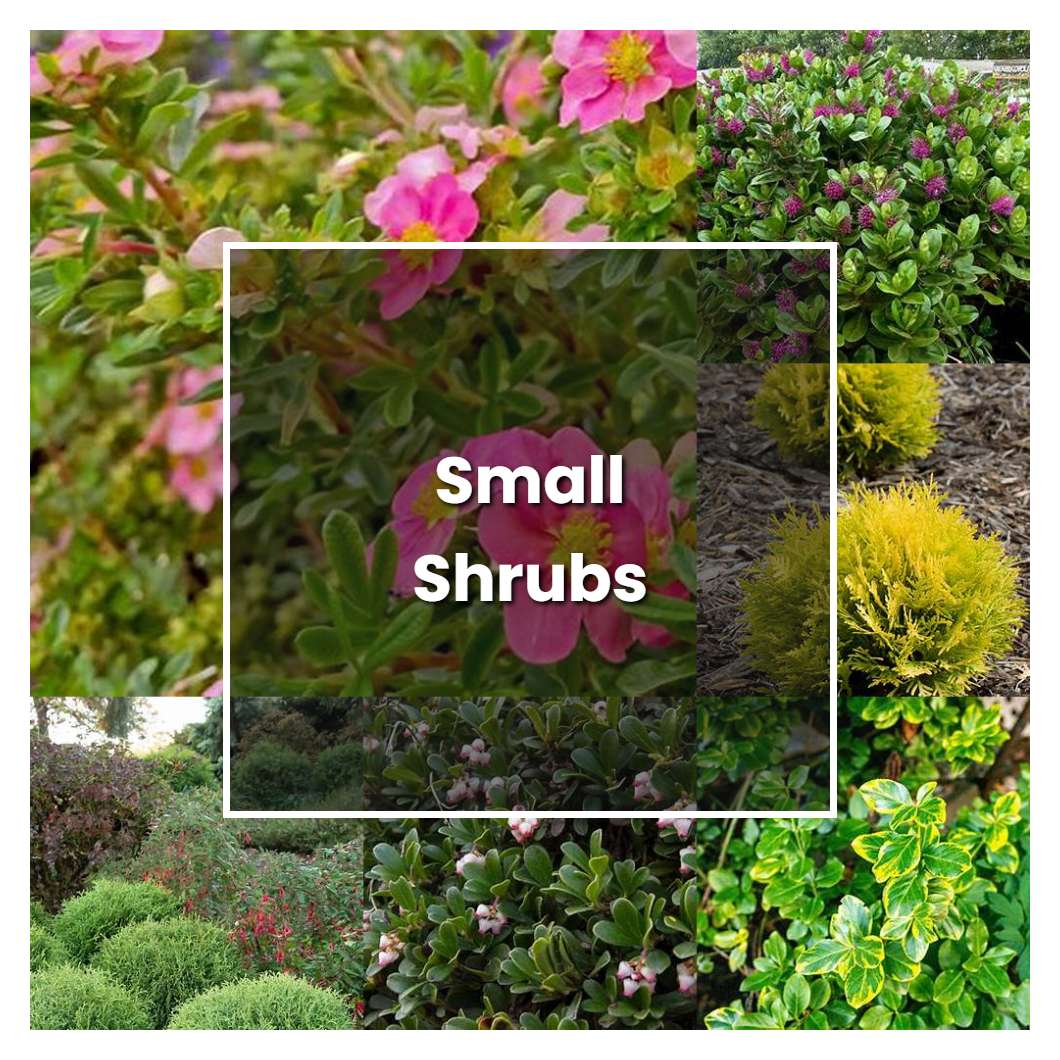 How To Grow Small Shrubs - Plant Care & Tips 