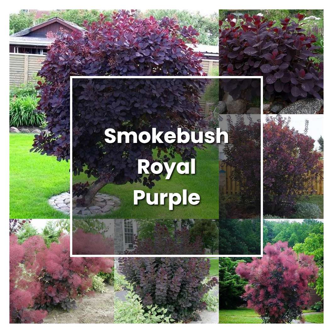 How to Grow Smokebush Royal Purple - Plant Care & Tips | NorwichGardener