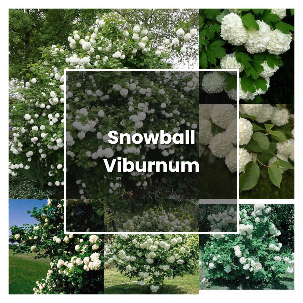 How to Grow Snowball Viburnum - Plant Care & Tips