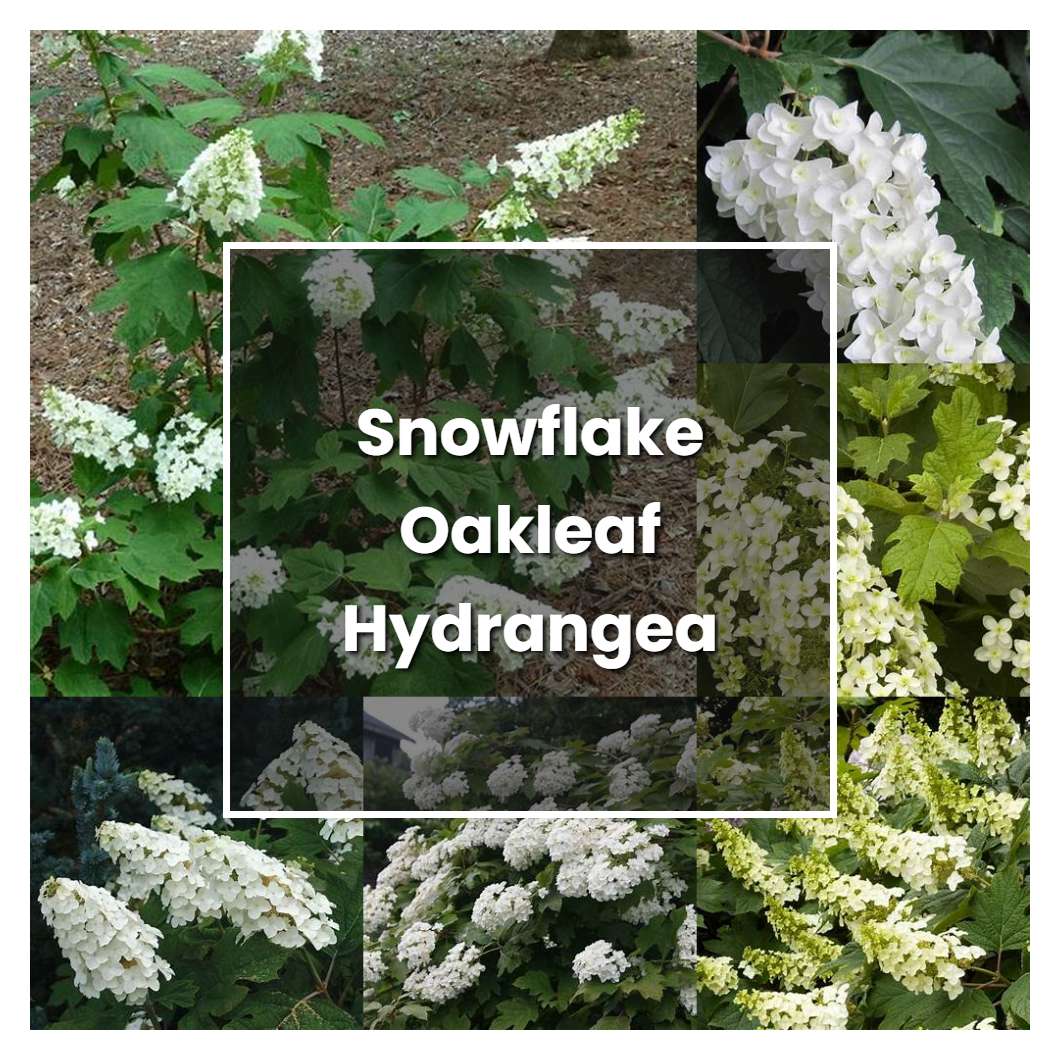 How To Grow Snowflake Oakleaf Hydrangea Plant Care Tips