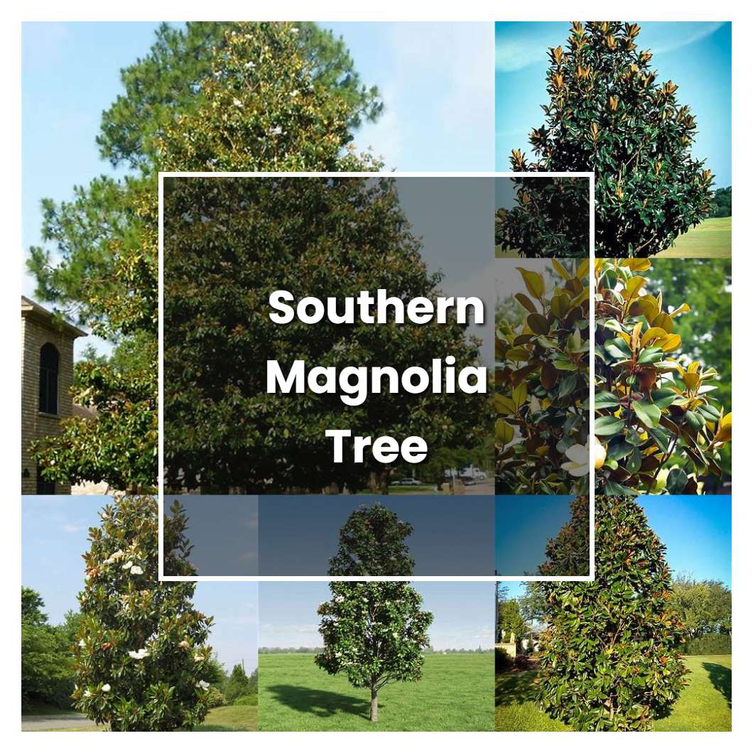 how-to-grow-southern-magnolia-tree-plant-care-tips-norwichgardener