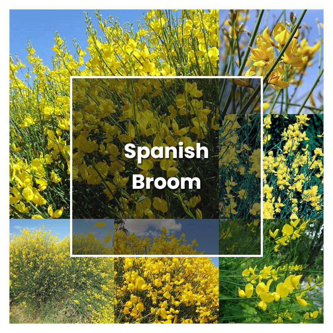  How To Grow Spanish Broom Plant Care Tips NorwichGardener