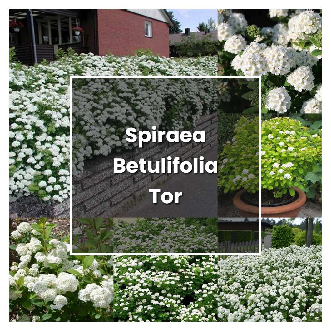 How to Grow Spiraea Betulifolia Tor - Plant Care & Tips