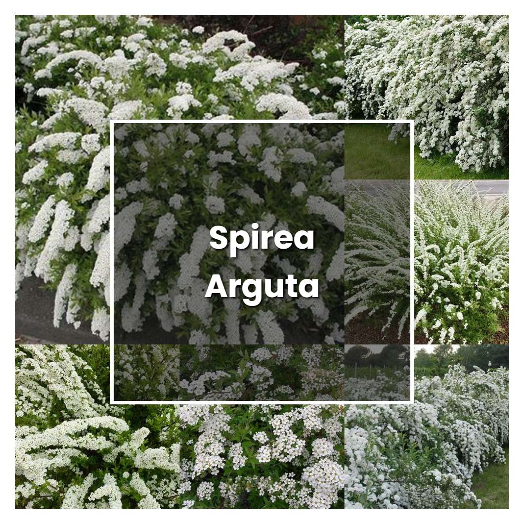 How to Grow Spirea Arguta - Plant Care & Tips
