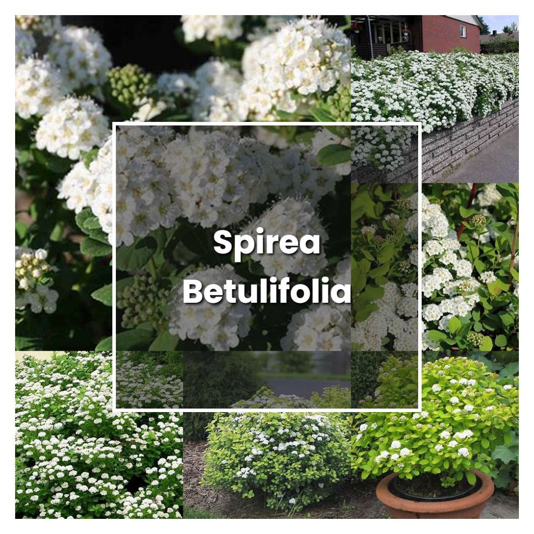 How to Grow Spirea Betulifolia - Plant Care & Tips