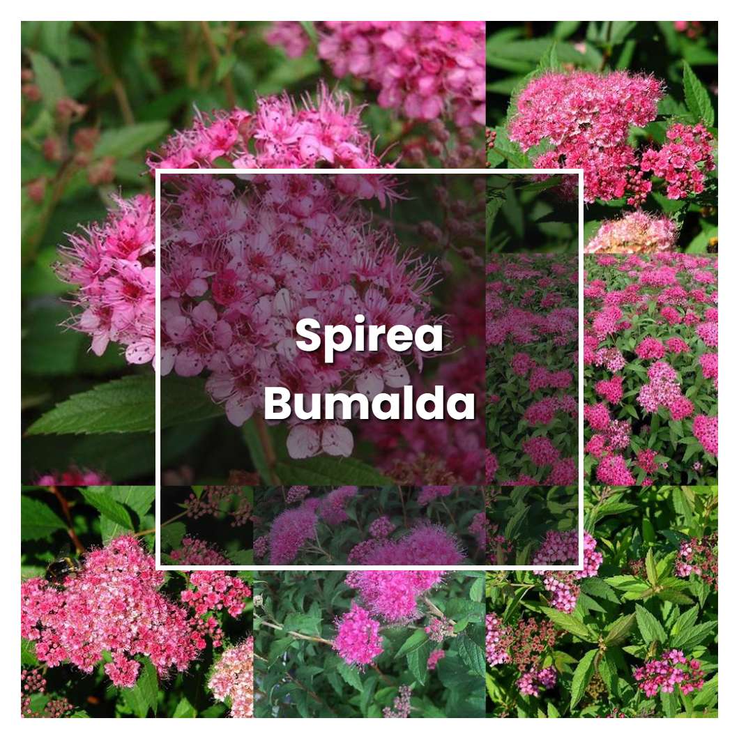 How to Grow Spirea Bumalda - Plant Care & Tips