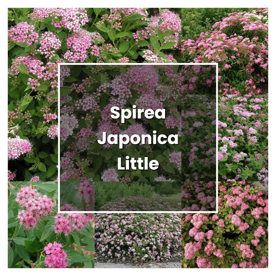 How to Grow Spirea Japonica Little Princess - Plant Care & Tips