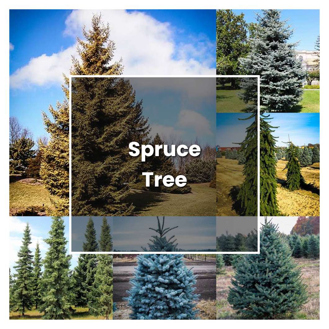 How to Grow Spruce Tree Plant Care & Tips NorwichGardener