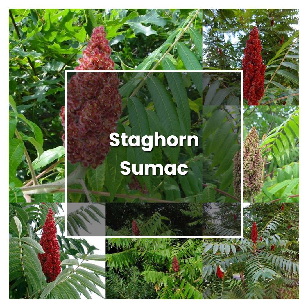 How To Grow Staghorn Sumac Plant Care And Tips Norwichgardener