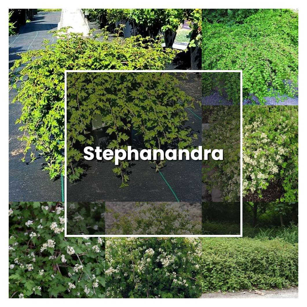 How to Grow Stephanandra - Plant Care & Tips