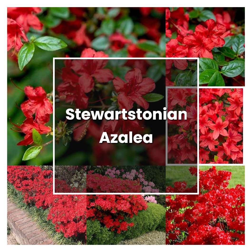 How To Grow Stewartstonian Azalea - Plant Care & Tips | NorwichGardener