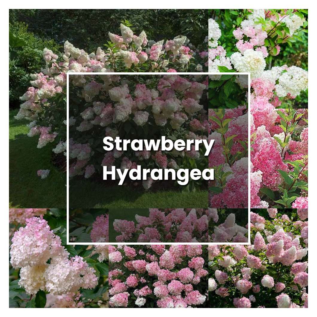 how-to-grow-strawberry-hydrangea-plant-care-tips-norwichgardener