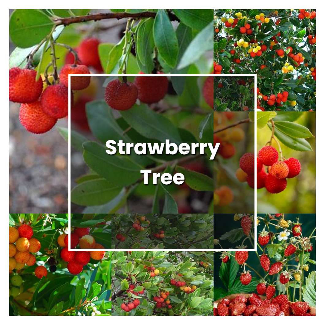 How To Grow Strawberry Tree Plant Care Tips NorwichGardener