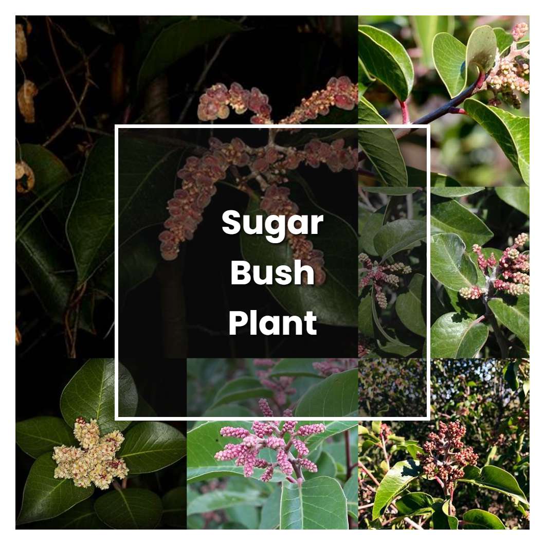 How To Grow Sugar Bush Plant   Plant Care & Tips | NorwichGardener