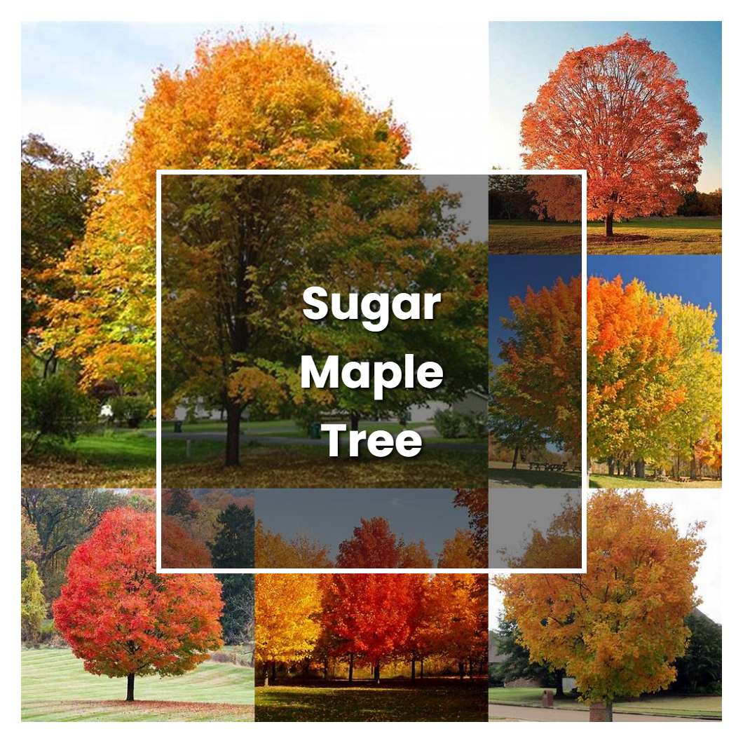 How to Grow Sugar Maple Tree - Plant Care & Tips
