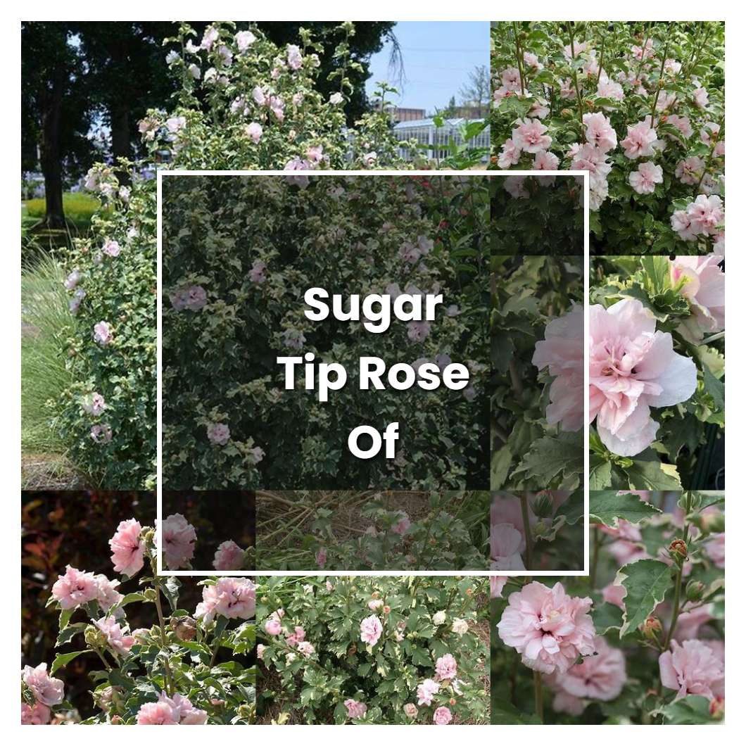 How To Grow Sugar Tip Rose Of Sharon - Plant Care & Tips | NorwichGardener