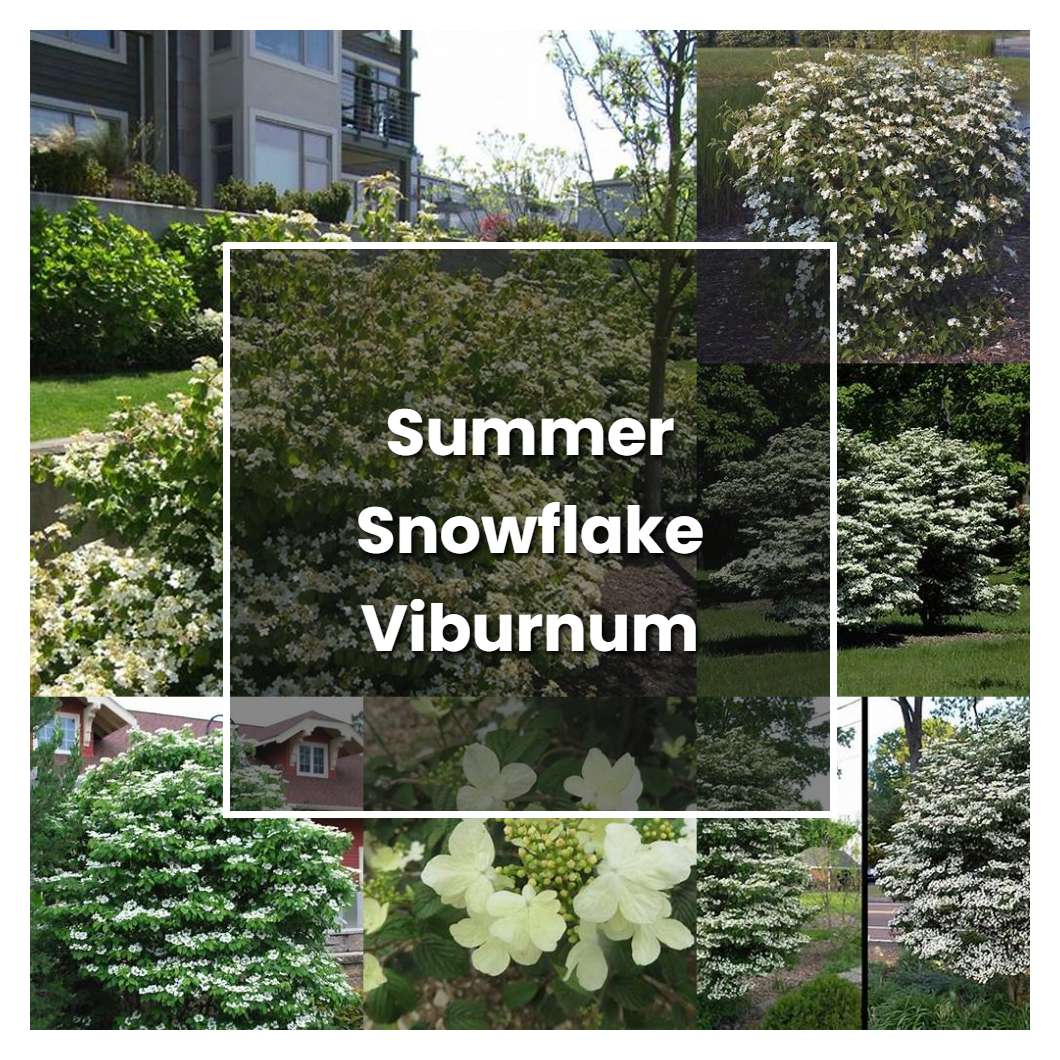 How to Grow Summer Snowflake Viburnum - Plant Care & Tips