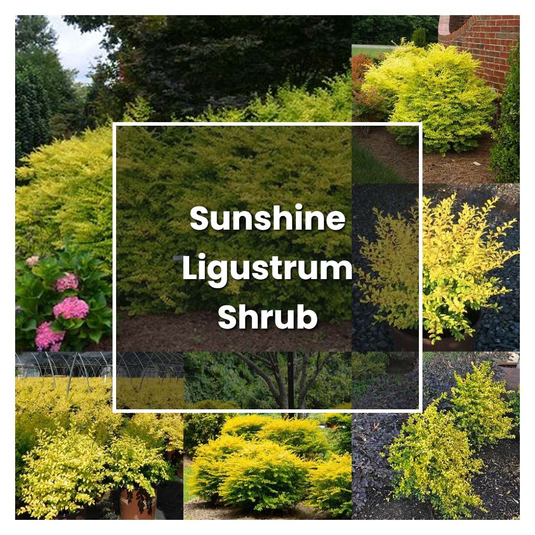 How to Grow Sunshine Ligustrum Shrub - Plant Care & Tips | NorwichGardener