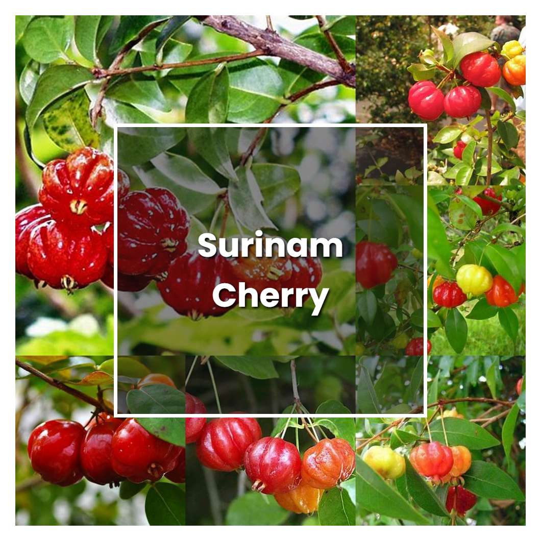 How To Grow Surinam Cherry Plant Care Tips Norwichgardener