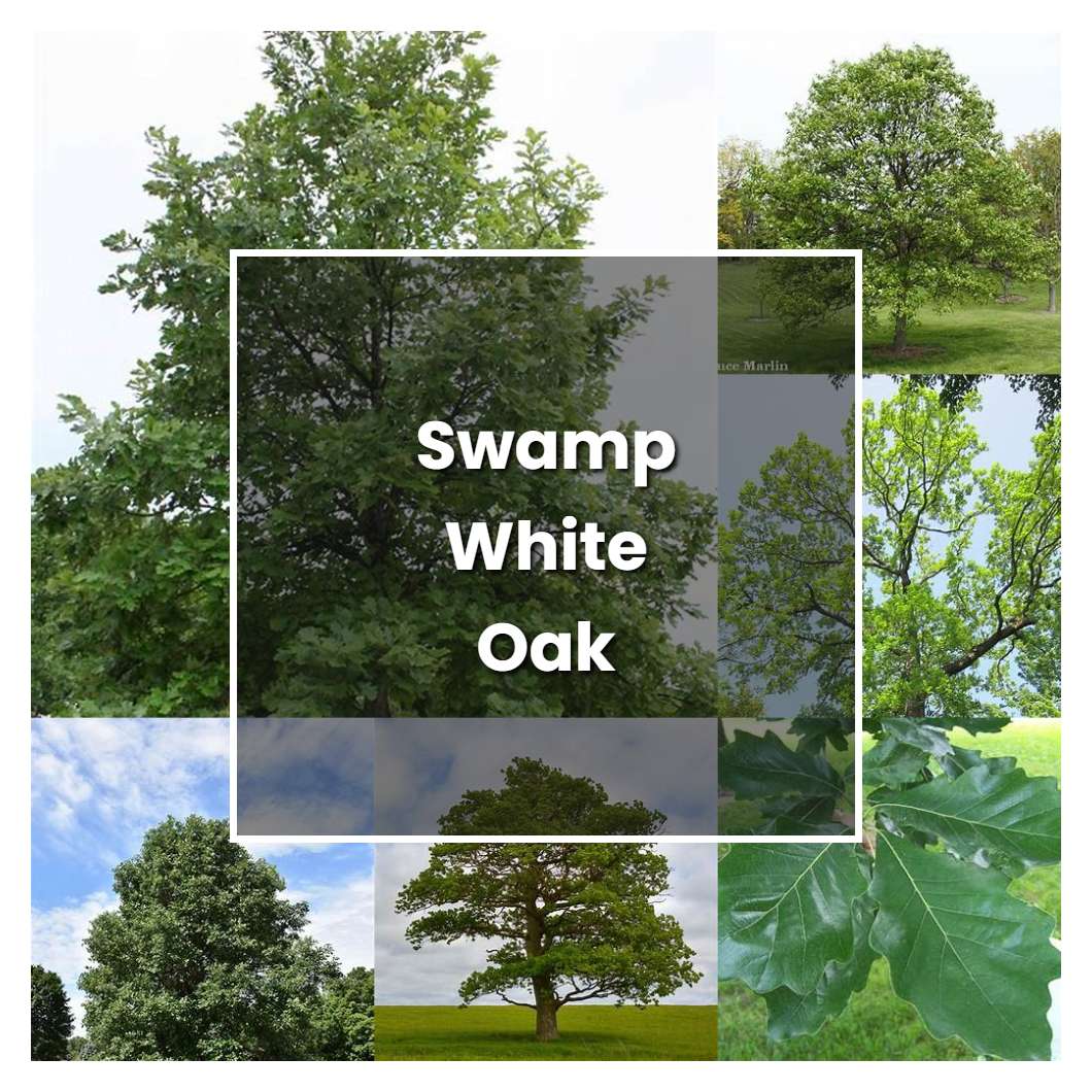 How to Grow Swamp White Oak - Plant Care & Tips | NorwichGardener