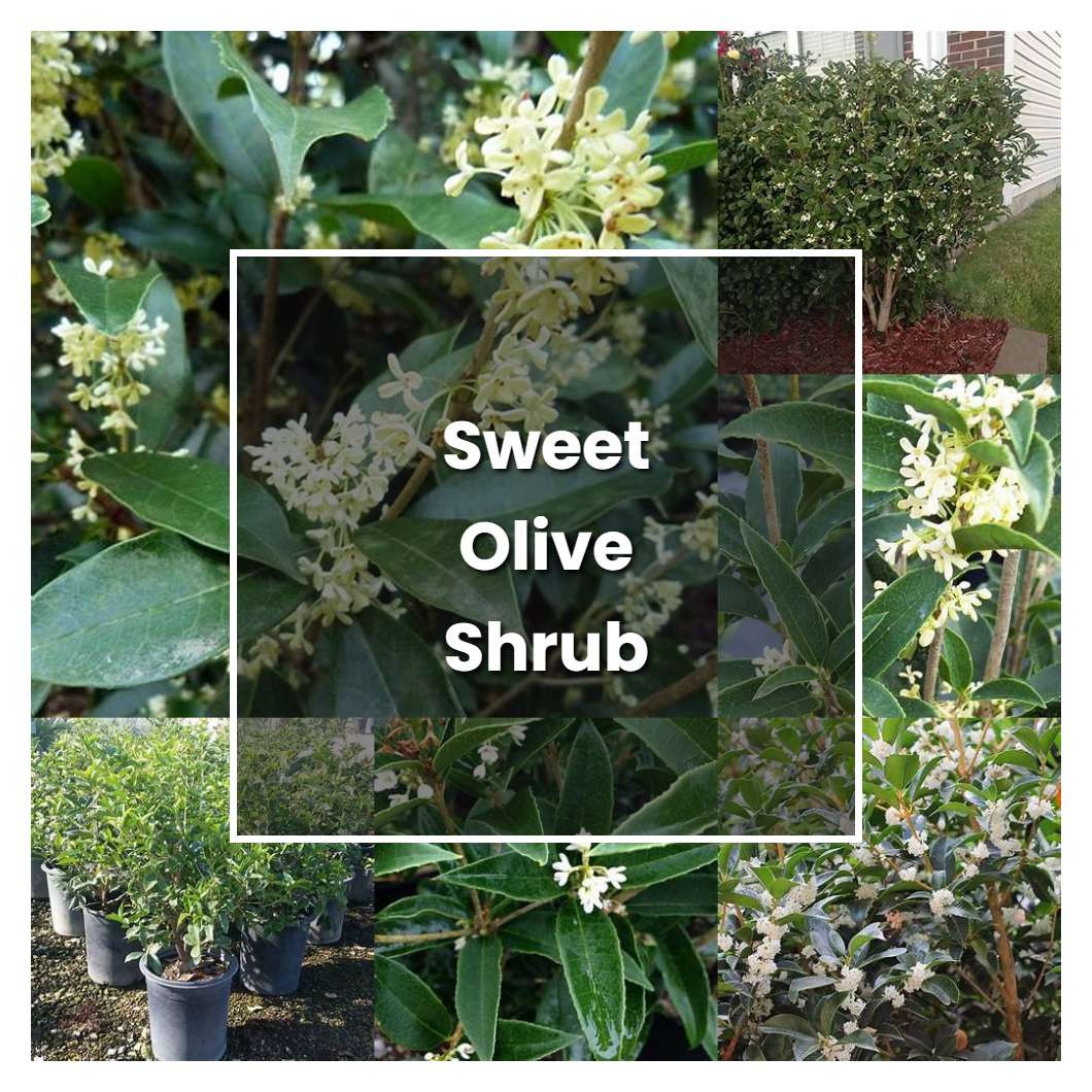 How To Grow Sweet Olive Shrub Plant Care And Tips Norwichgardener 