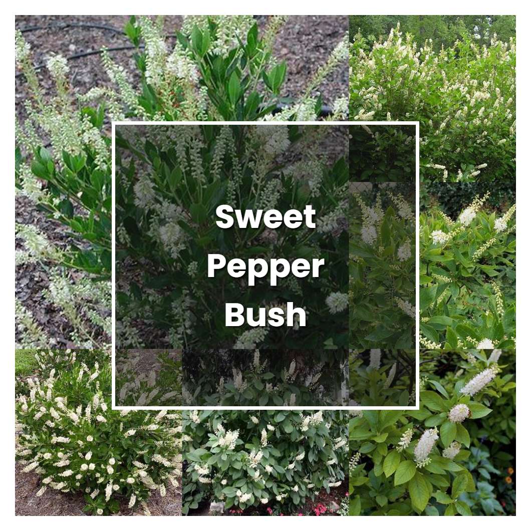 how-to-grow-sweet-pepper-bush-plant-care-tips-norwichgardener