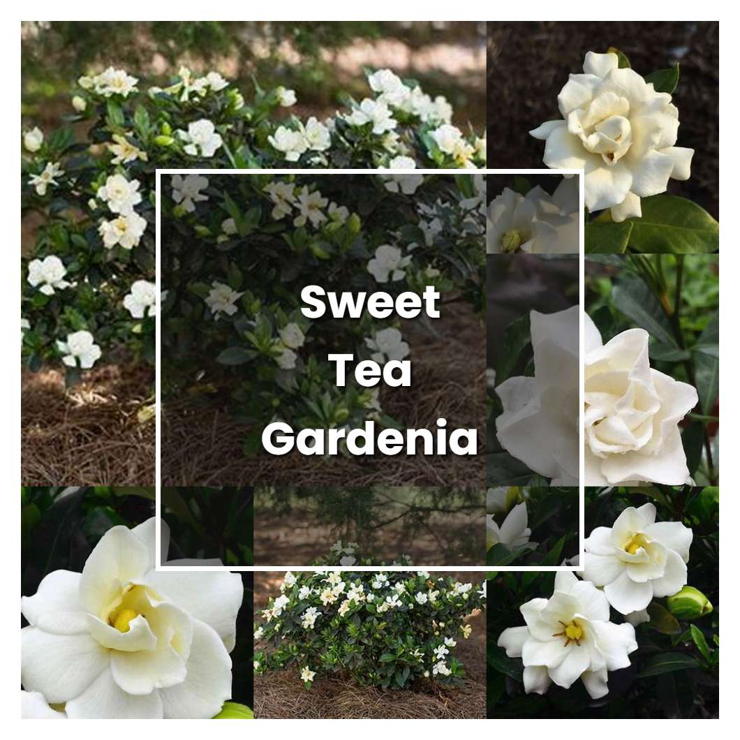 How to Grow Sweet Tea Gardenia - Plant Care & Tips | NorwichGardener