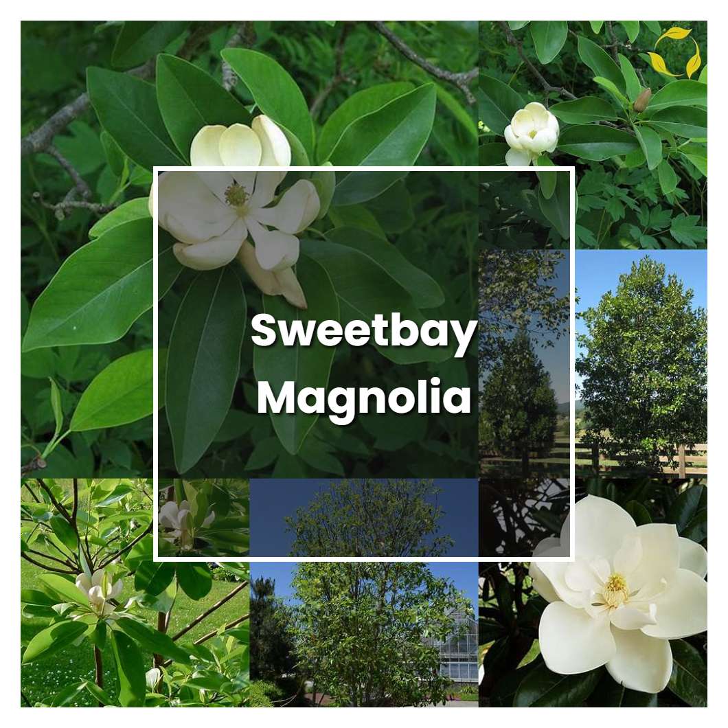 The Sweetbay Magnolia of Product Marketing: Blooming with Benefits