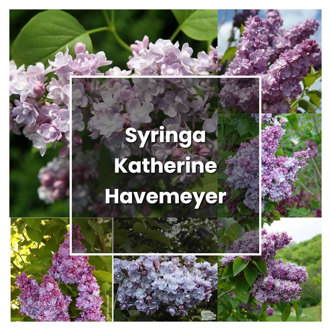 How To Grow Syringa Katherine Havemeyer - Plant Care & Tips ...