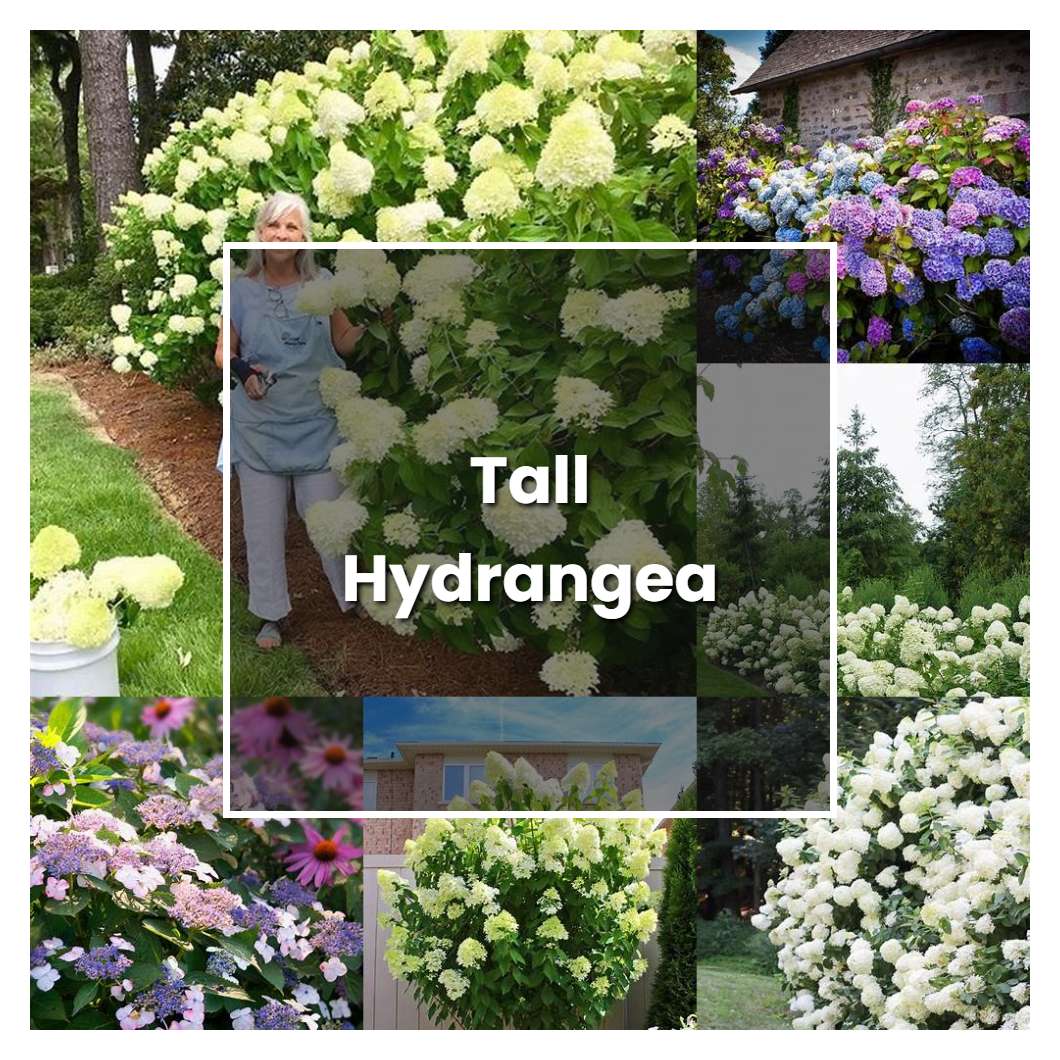 How To Grow Tall Hydrangea - Plant Care & Tips | NorwichGardener