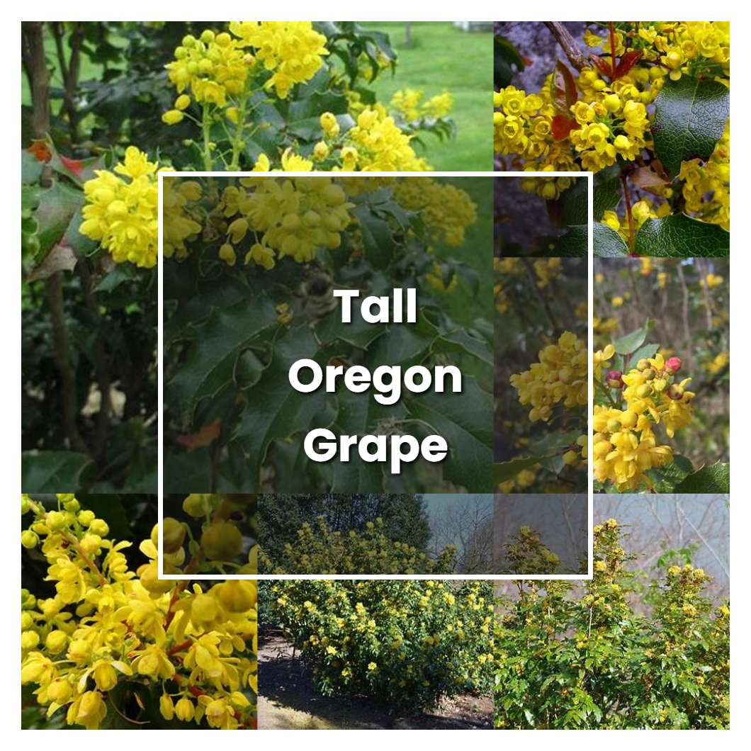 How to Grow Tall Oregon Grape - Plant Care & Tips