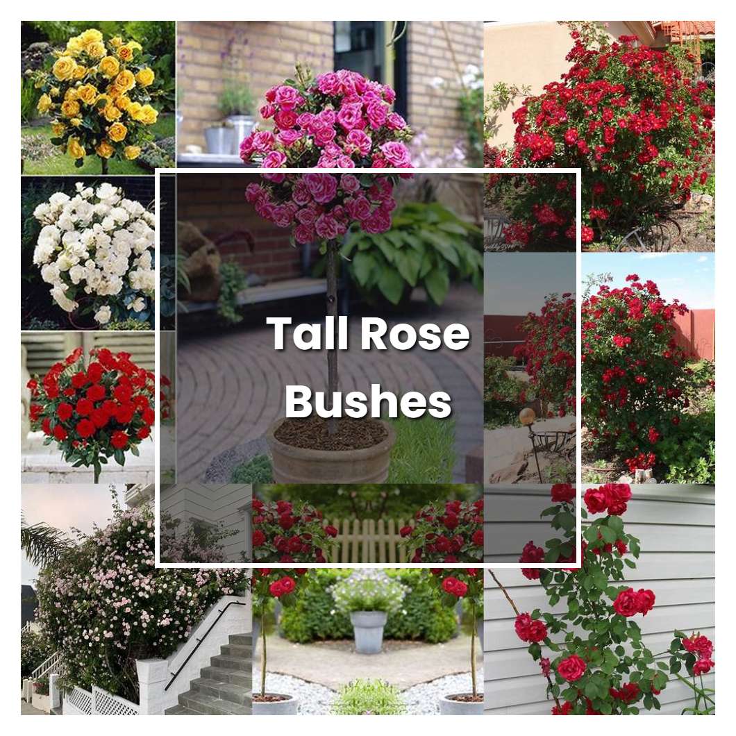 Tall Rose Bushes Plant Care Grow 