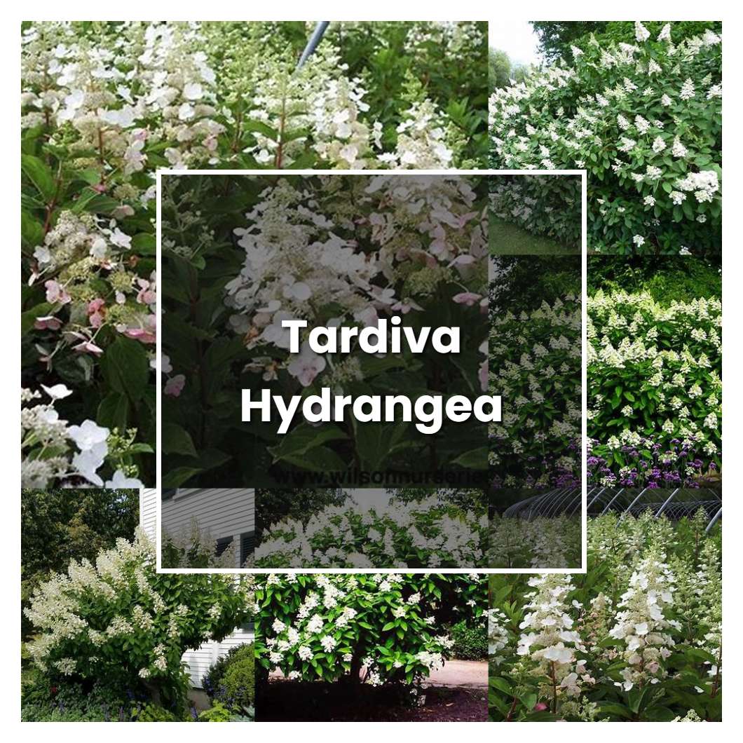 How To Grow Tardiva Hydrangea Plant Care And Tips Norwichgardener 7871