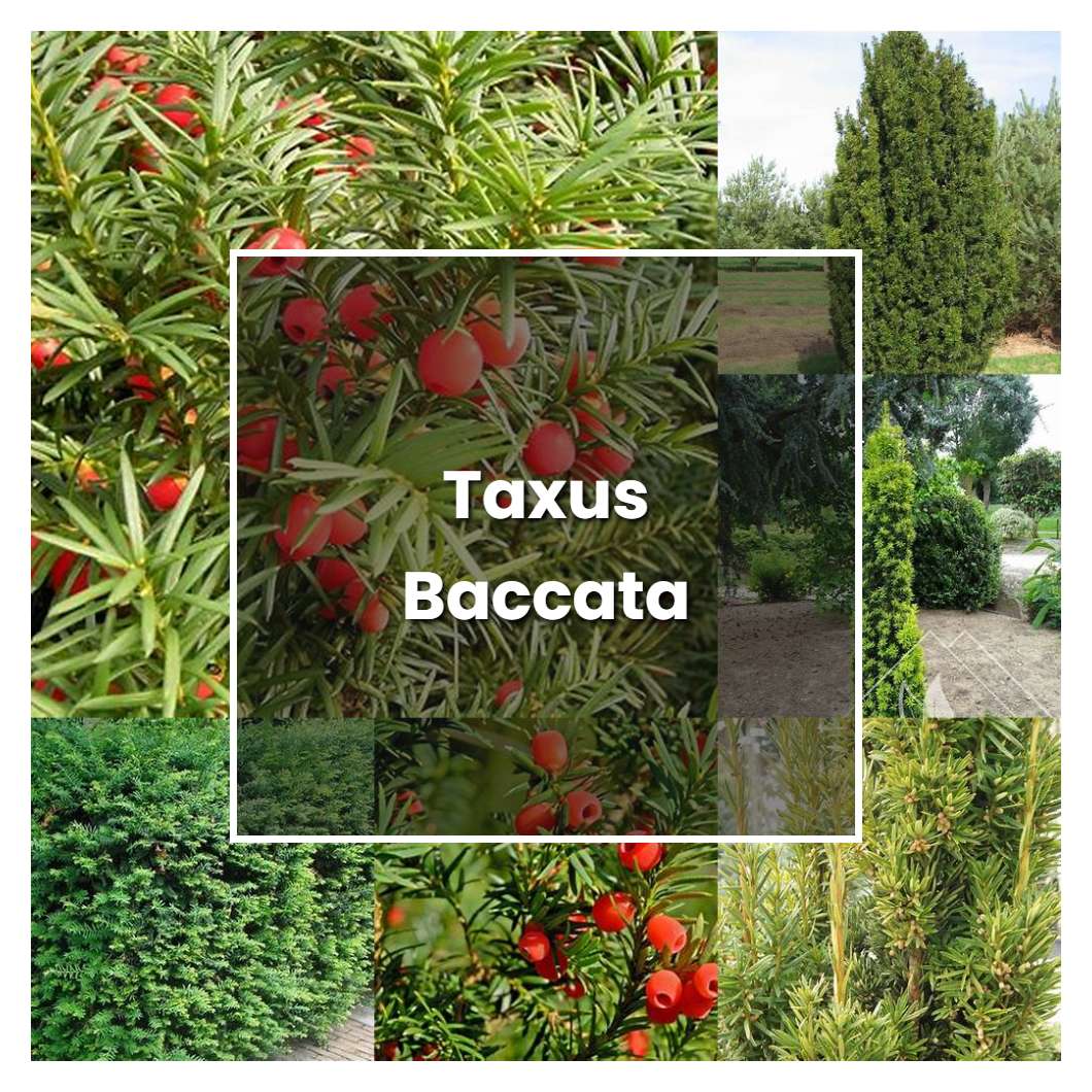 How to Grow Taxus Baccata - Plant Care & Tips | NorwichGardener