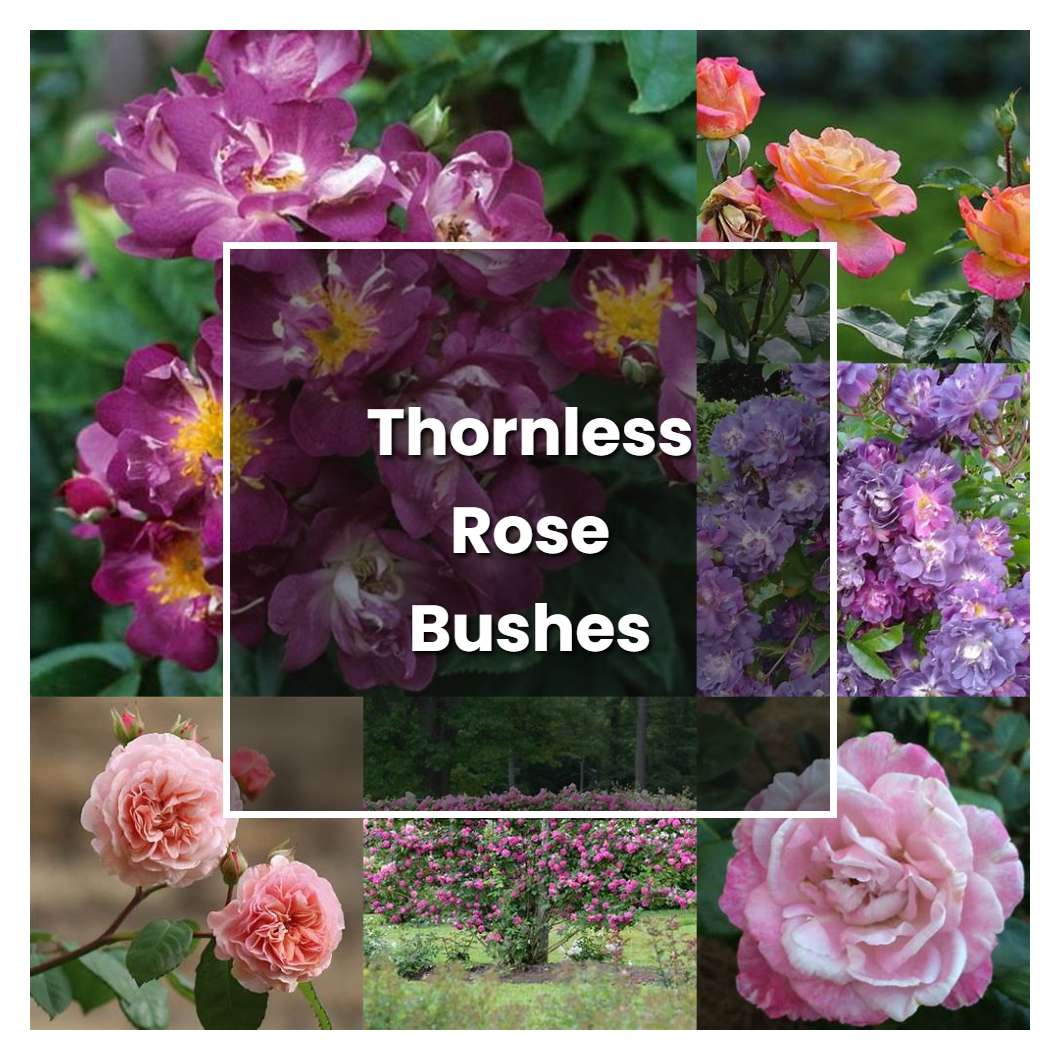 How to Grow Thornless Rose Bushes - Plant Care & Tips | NorwichGardener