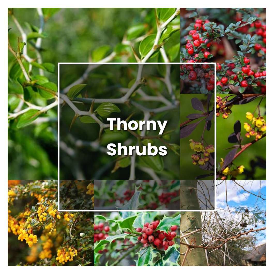 how-to-grow-thorny-shrubs-plant-care-tips-norwichgardener