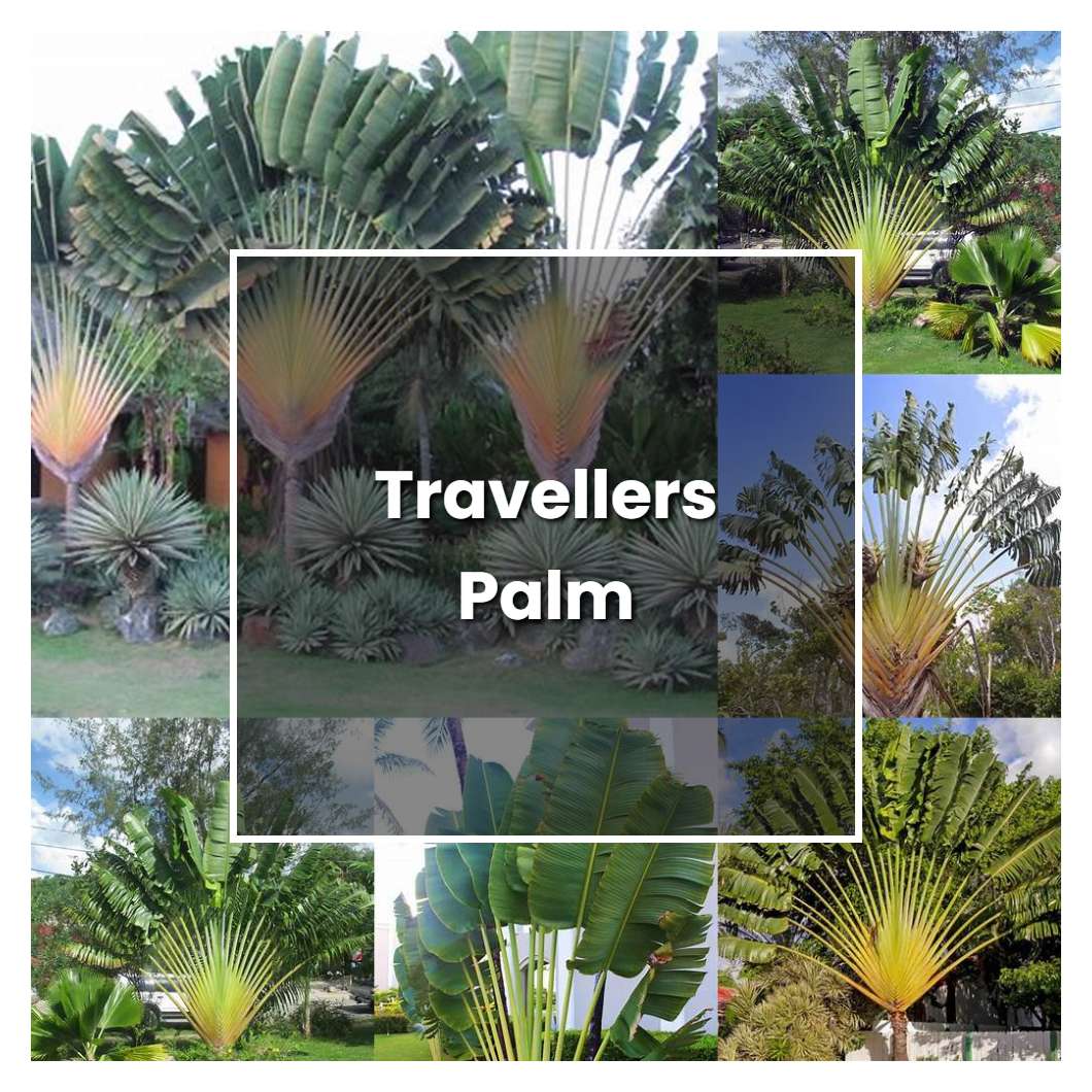 travellers palm maintenance