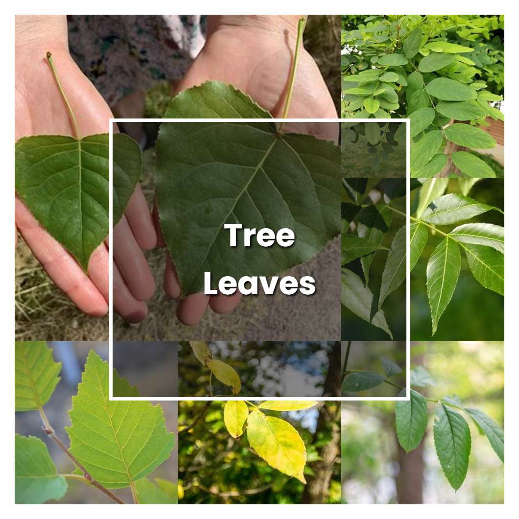 How to Grow Tree Leaves - Plant Care & Tips | NorwichGardener