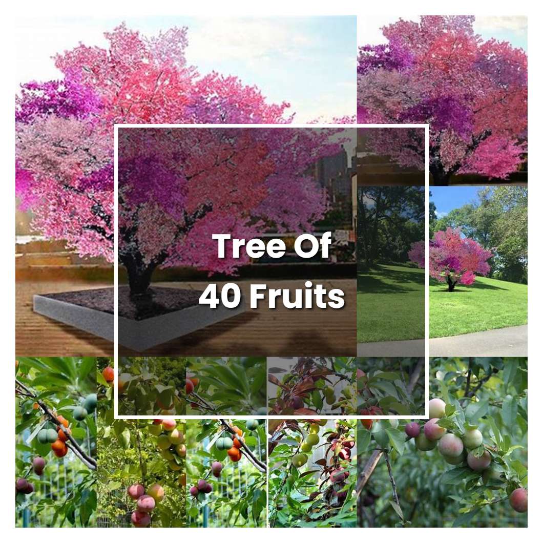 How to Grow Tree Of 40 Fruits Plant Care & Tips NorwichGardener