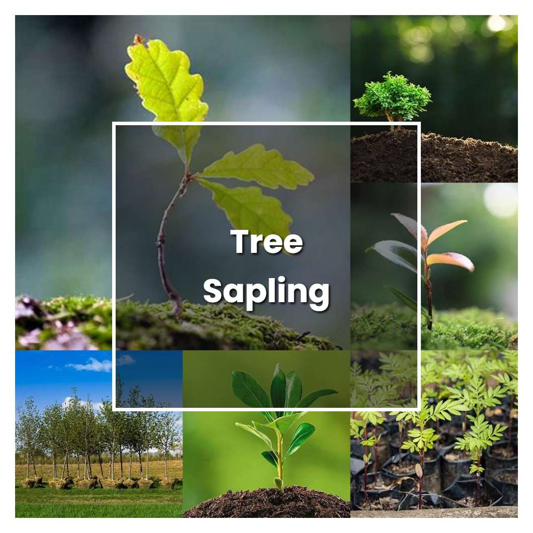 How to Grow Tree Sapling - Plant Care & Tips | NorwichGardener